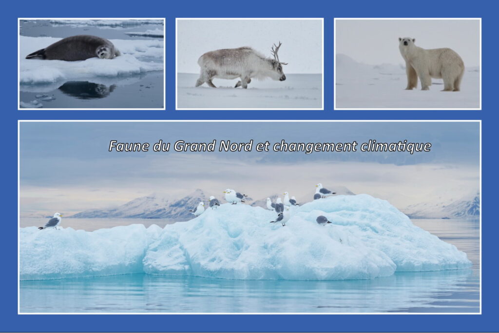 Faune du Grand Nord