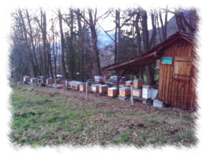 Abeille noire clusienne